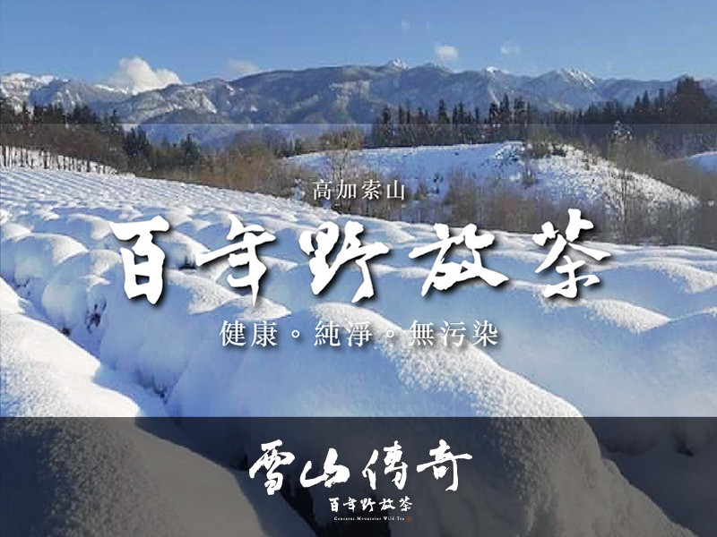 雪山傳奇｜百年野放茶