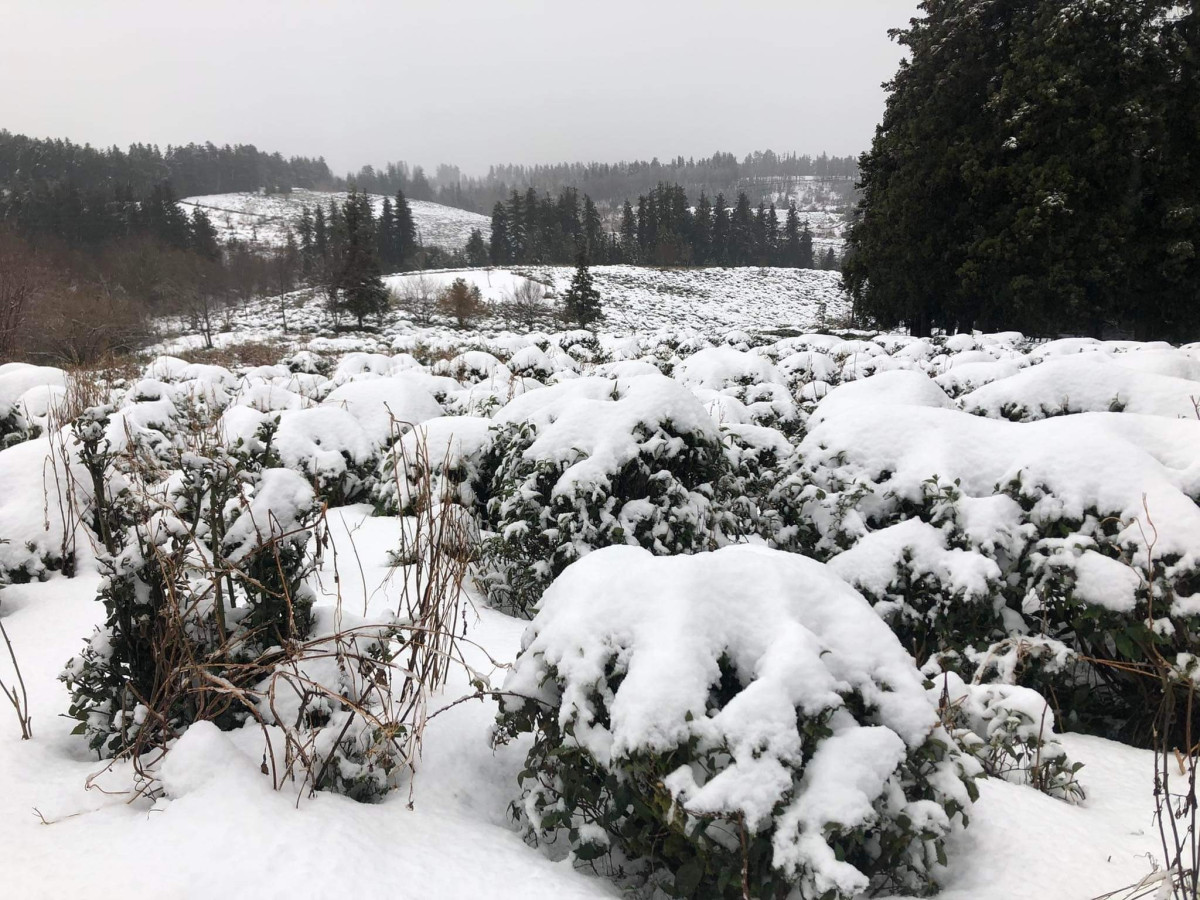 雪山茶園(冬季)