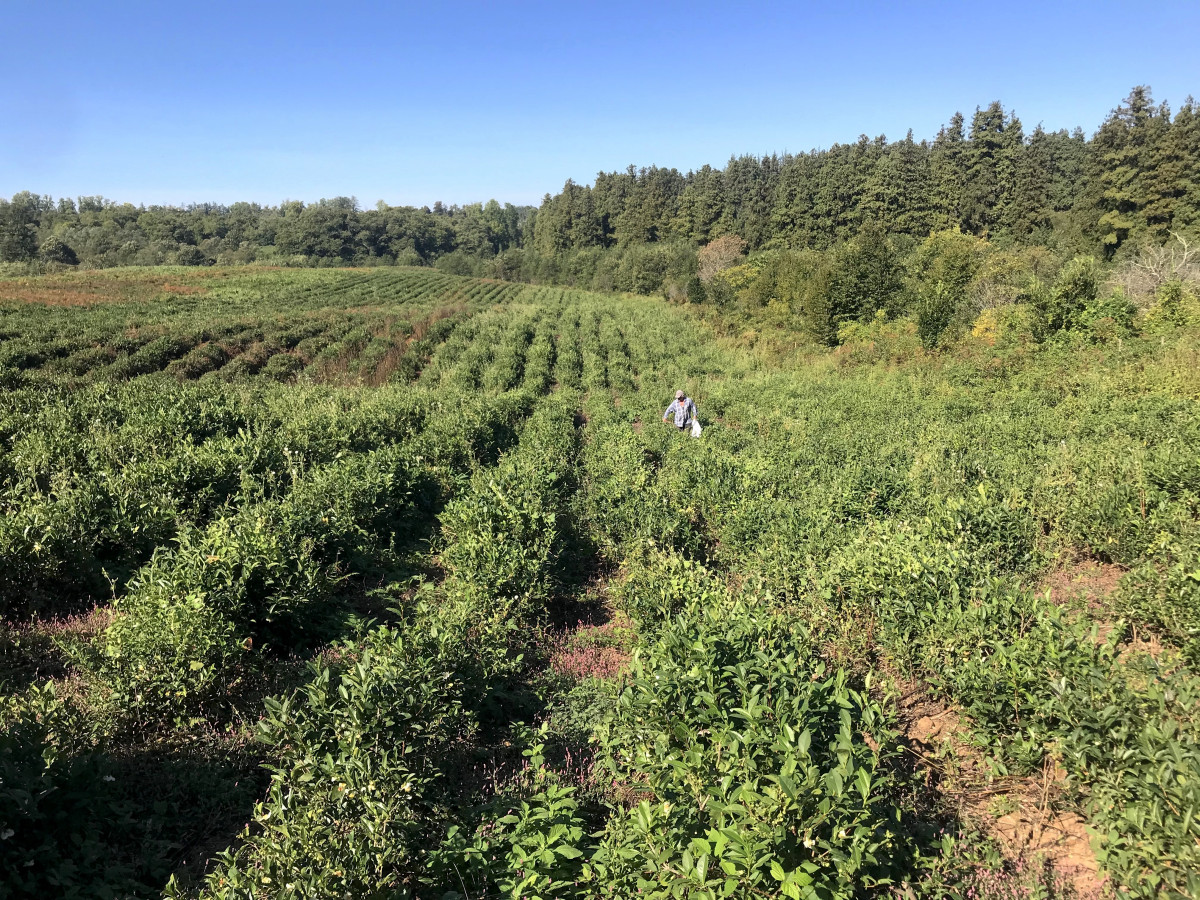 百年野放茶園